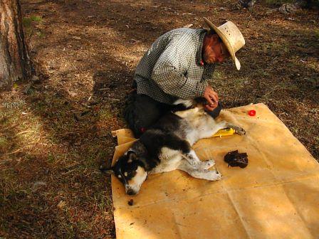 Pete doctoring Rainbow